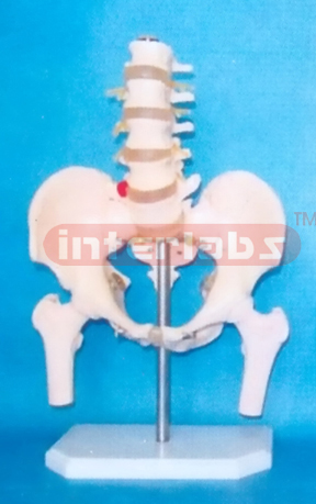 MALE PELVIS WITH 5 LUMBARS & FEMUR HEADS ON BASE